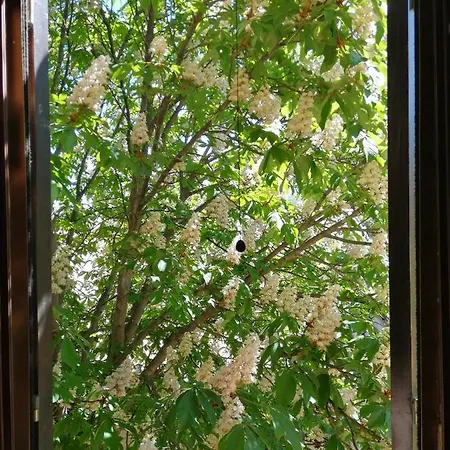 Terralieta