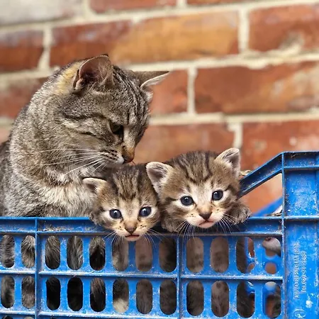 Terralieta Roseto Degli Abruzzi