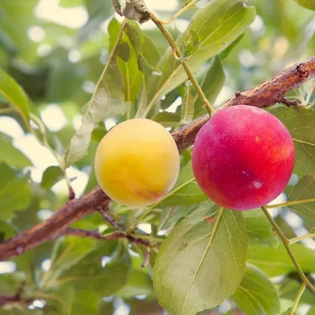 Terralieta Feriegård *