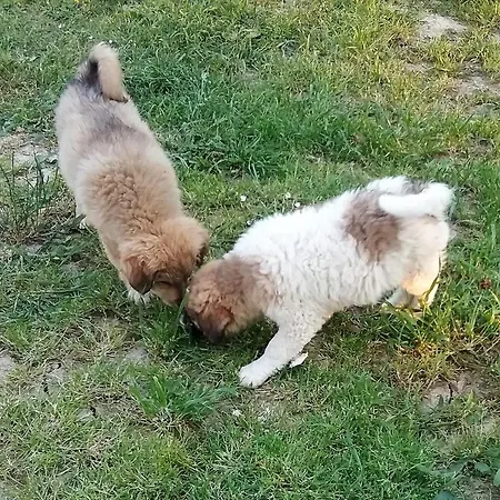 Feriegård Terralieta *