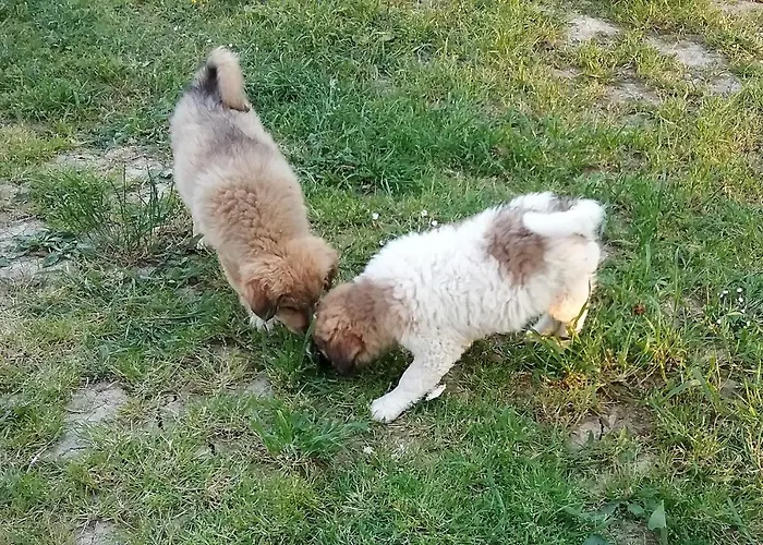 Κατάλυμα σε φάρμα Terralieta *