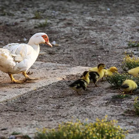 Vakantieboerderij Terralieta *