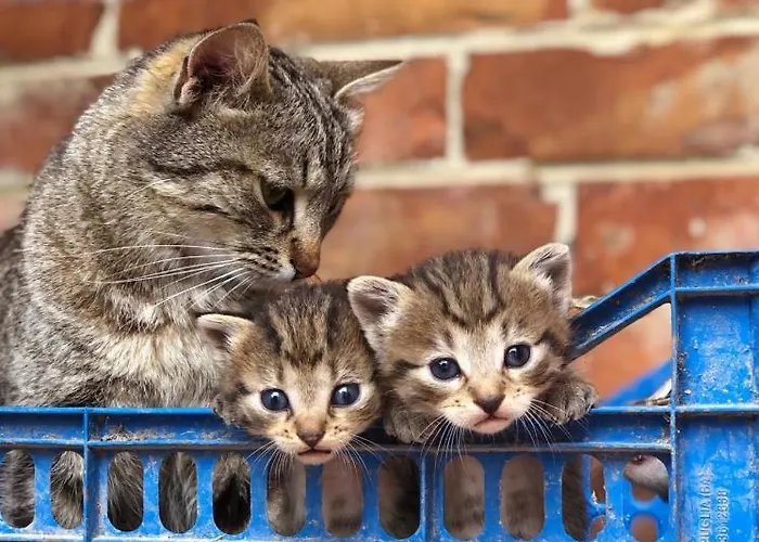 Terralieta Roseto Degli Abruzzi