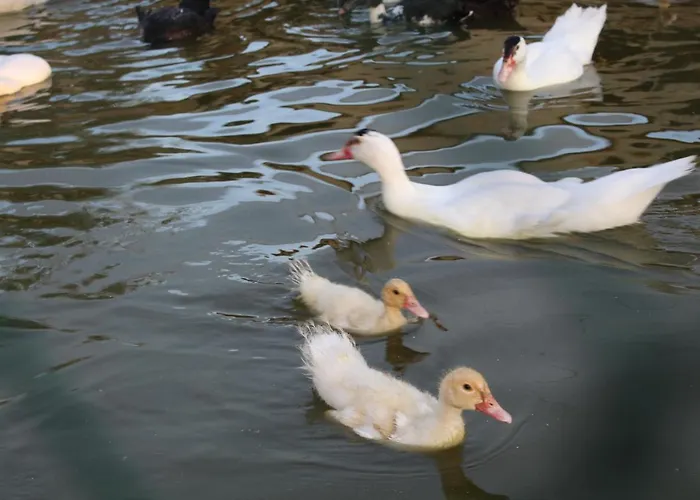 Terralieta Roseto Degli Abruzzi