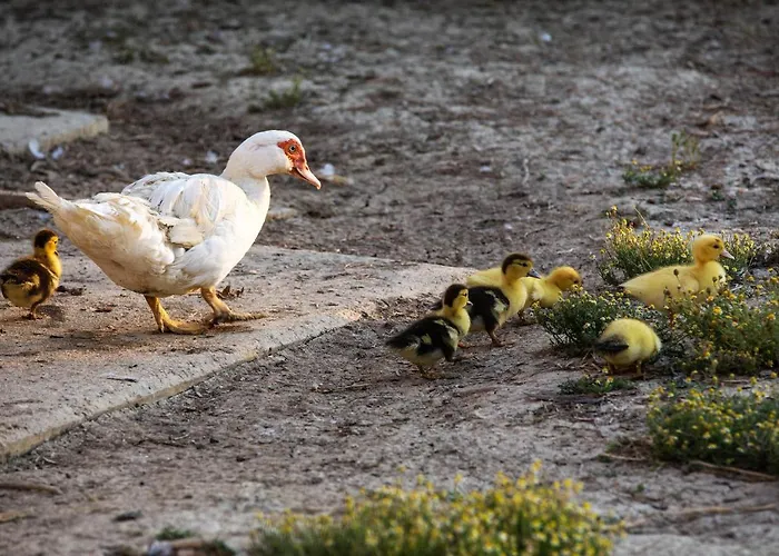 Alojamento de Turismo Rural Terralieta *